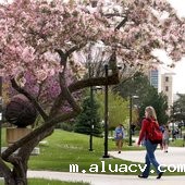 中央密歇根大学