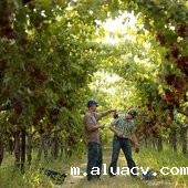 California State University--Fresno